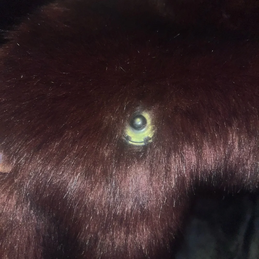 NWT REISS
Gypsy Faux Fur Scarf In the color “Ox Blood” - Picture 5 of 6